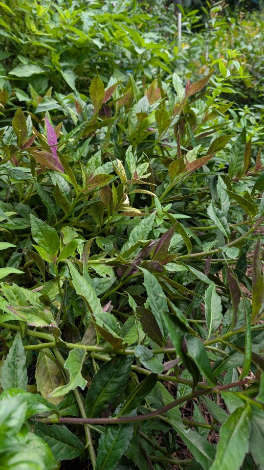 okinawa spinach1